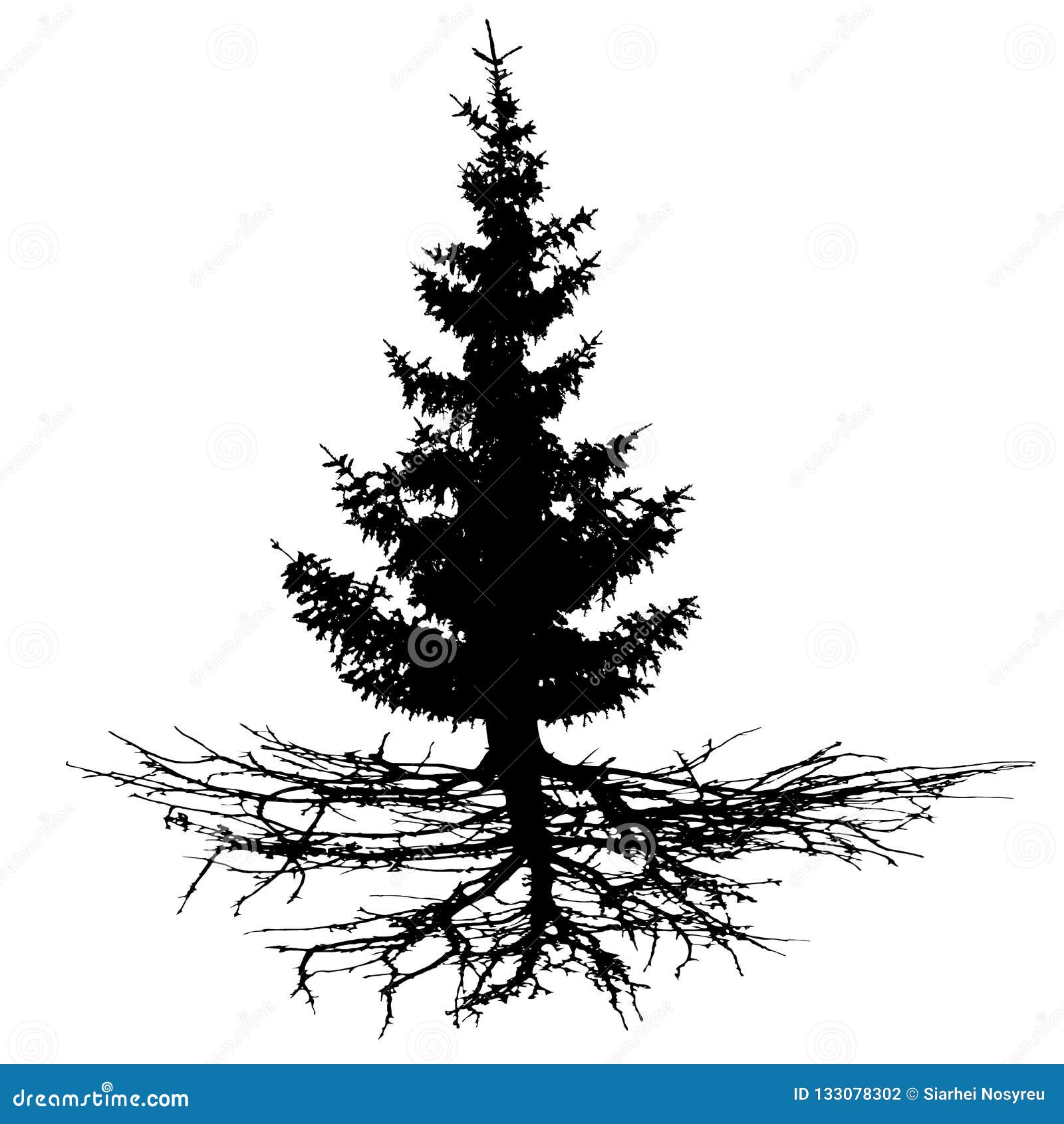 conifer tree with roots,  silhouette.